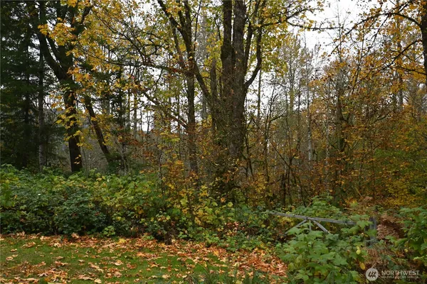 a view of a forest with plants and trees