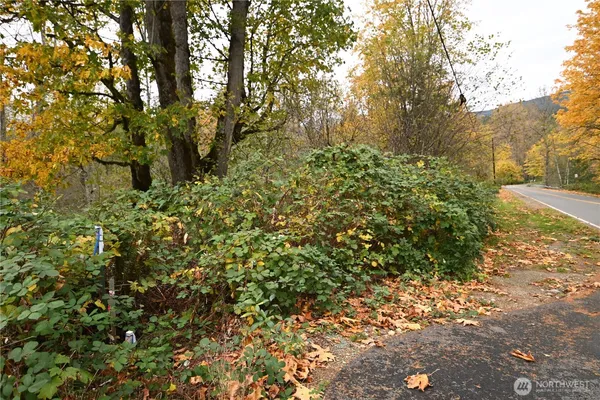 a view of a plant with a yard