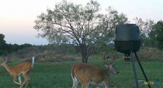a view of a dry yard with lots of green space