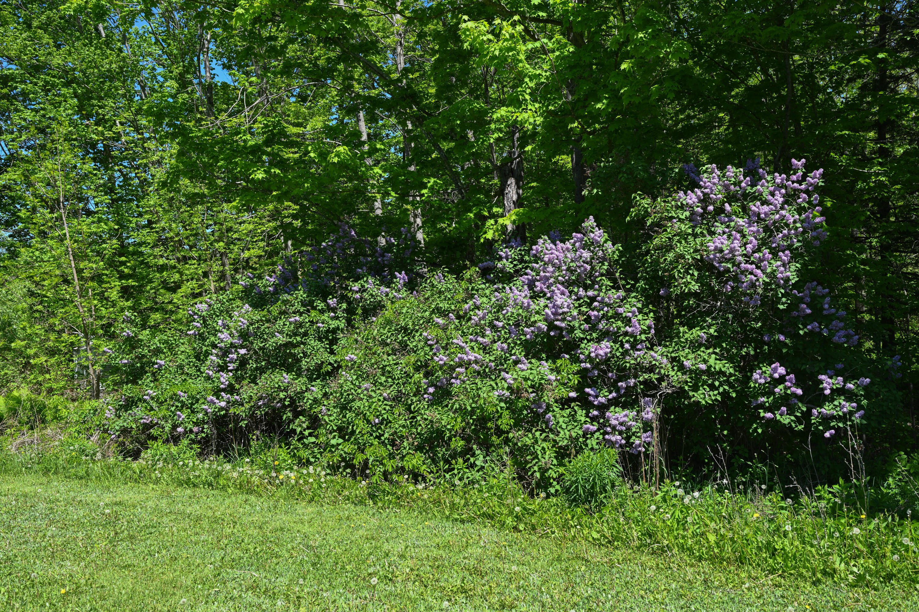 29 Rutland Road Troy, ME 04987 - Photo 25 of 28 Back Yard Lilacs