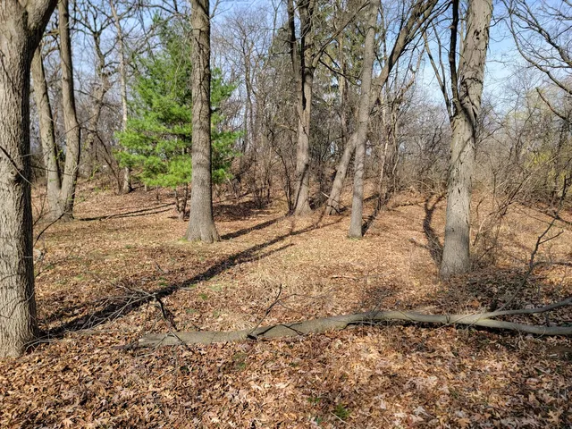 a view of a yard with trees