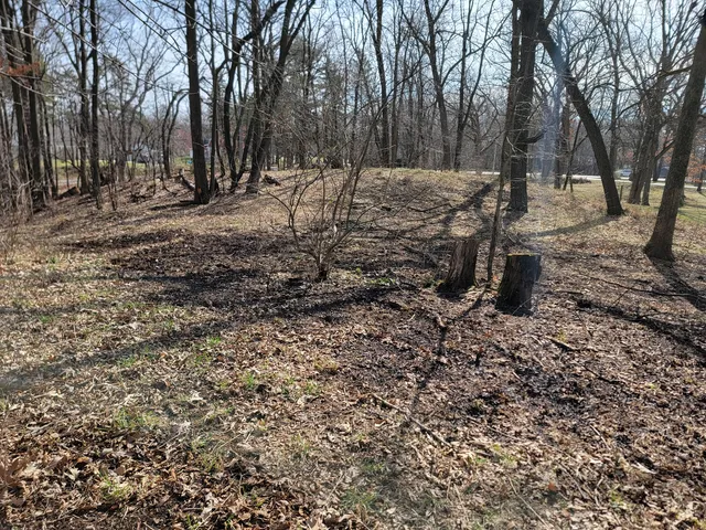 a view of a yard with trees