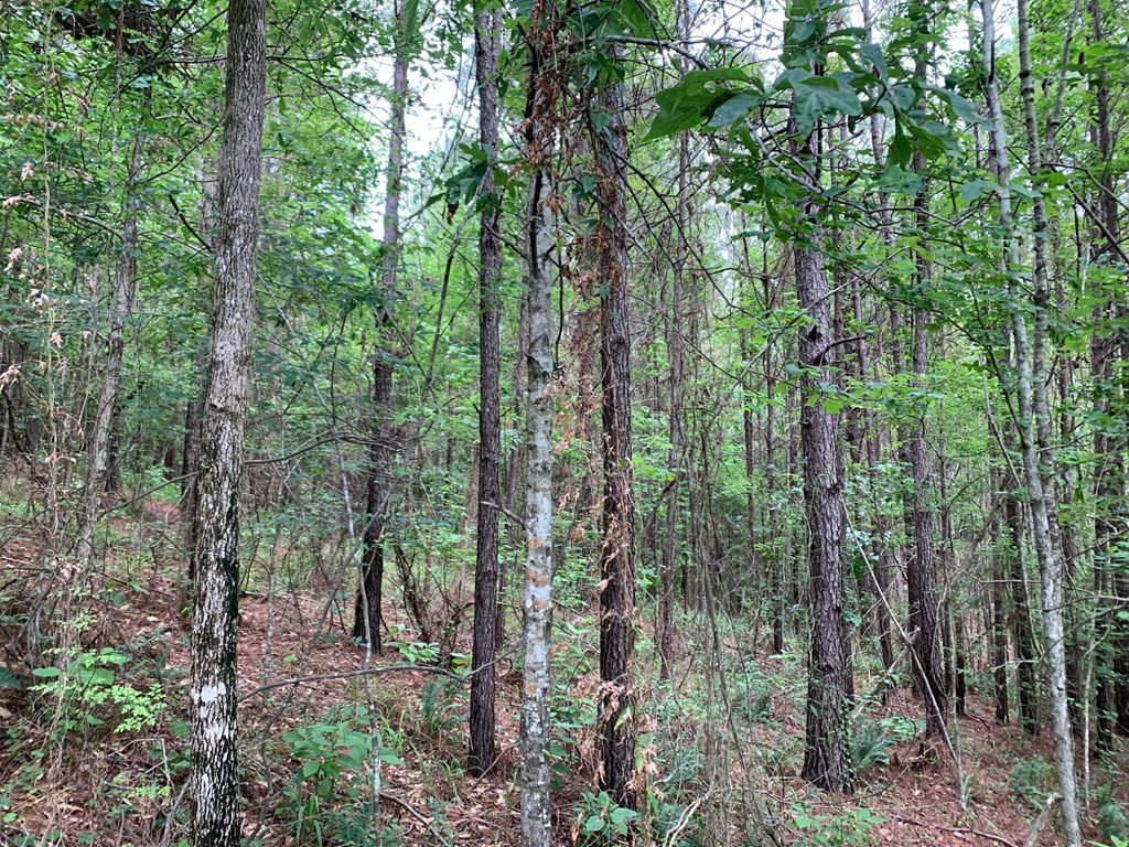 2397 Union Church Road Meadville, MS 39653 - Photo 3 of 22 Photo 3