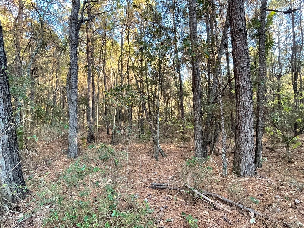 0 Bill Yance Road Webb, AL 36376 - Photo 6 of 15 Gallery Image 6
