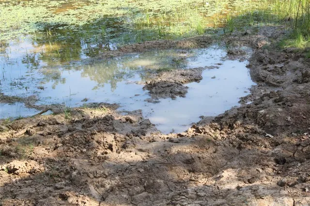 a view of a forest with lots of trees