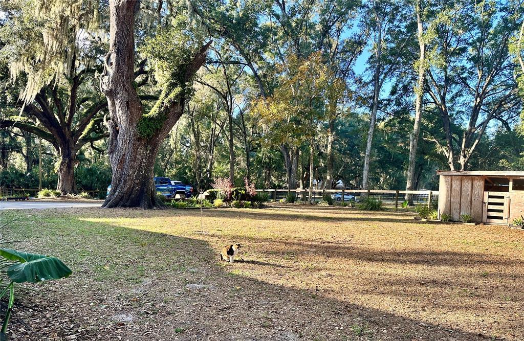 13565 Northeast 38th Avenue Anthony, FL 32617 - Photo 26 of 39 a view of a yard with large trees