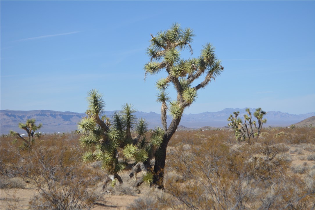 Lot P6 Suzette Road Yucca, AZ 86438 - Photo 48 of 100 View