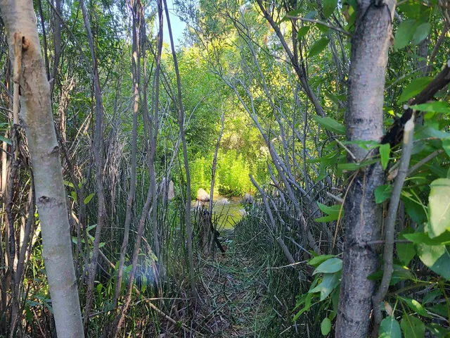 a view of a plant in a garden
