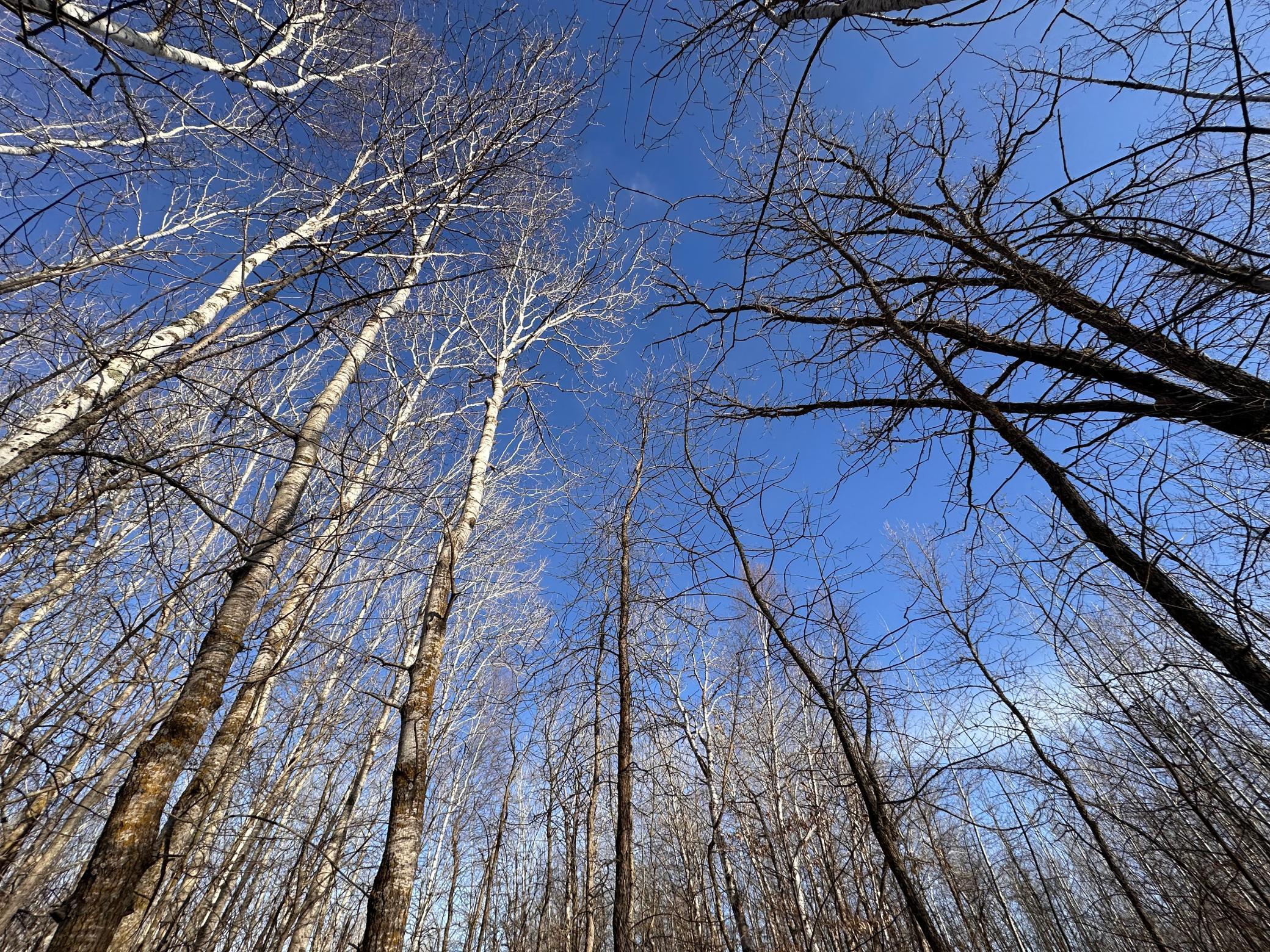 Tbd Bass Lake Road Osage, MN 56570 - Photo 15 of 21