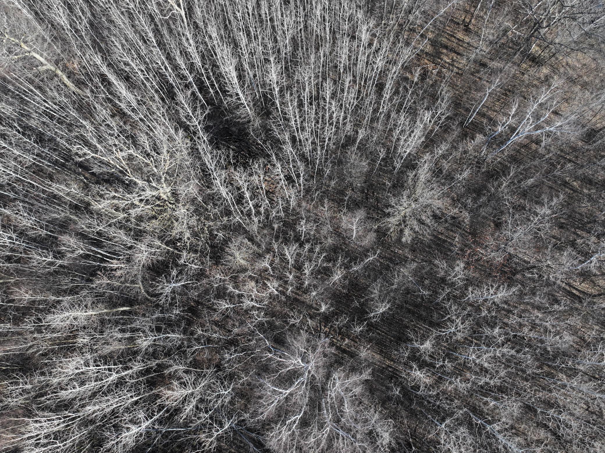 Tbd Bass Lake Road Osage, MN 56570 - Photo 10 of 21