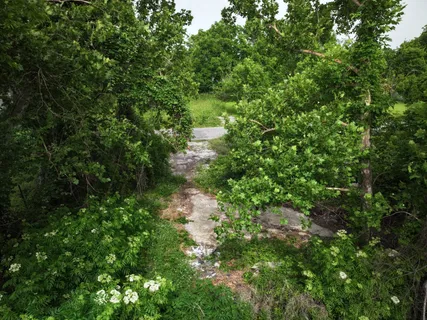 a view of a forest with a tree