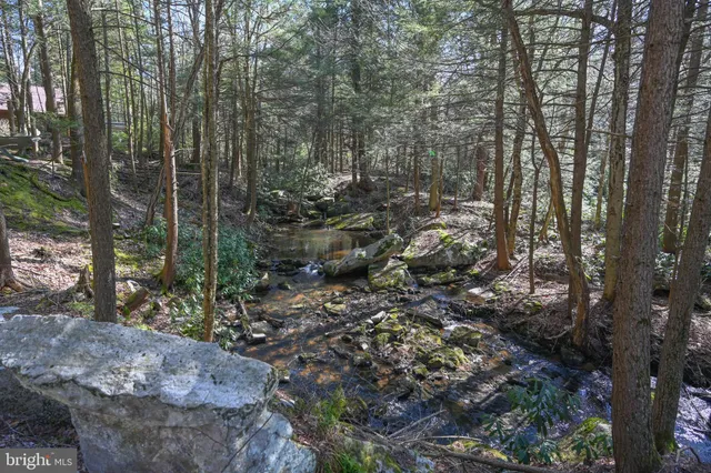 a view of a forest with trees