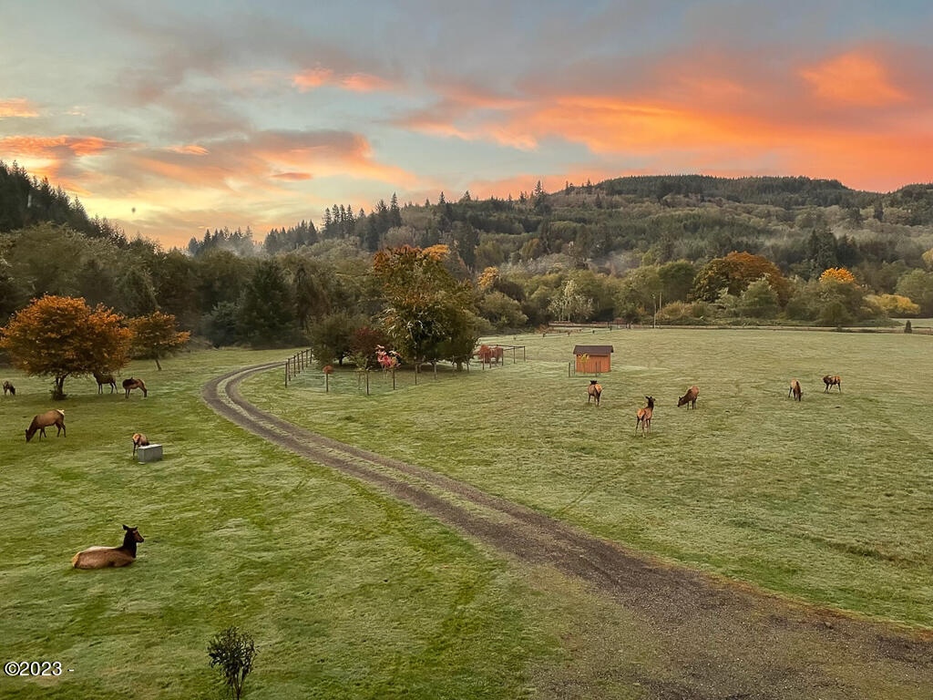 Elk in pasture