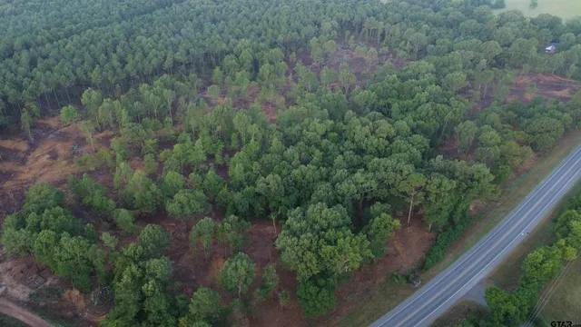 a view of a forest with a street