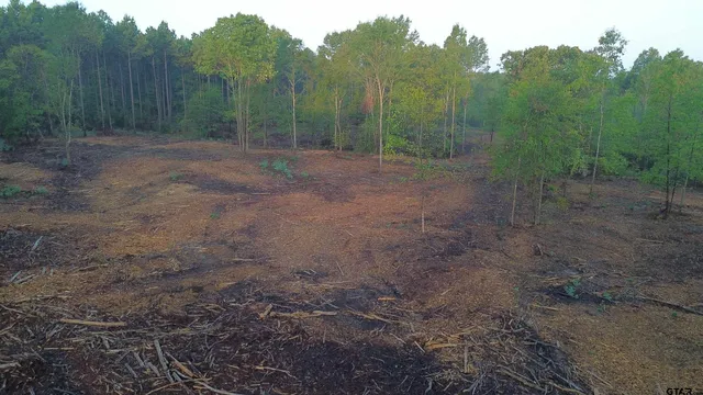 a view of a forest with trees in front of it