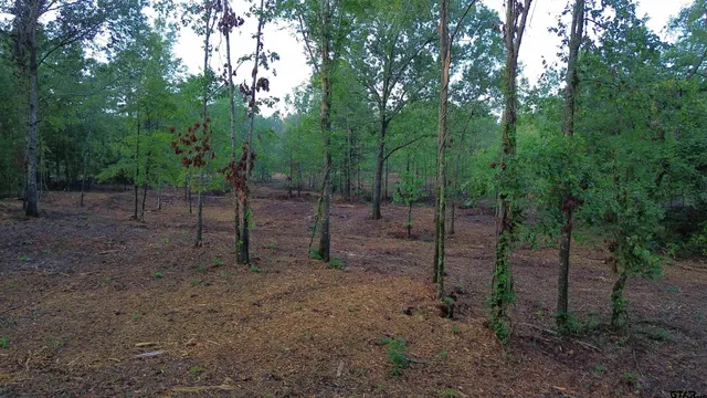 a view of a backyard with trees