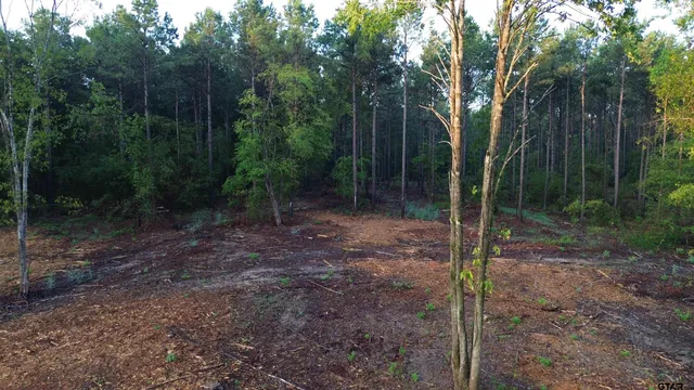 a view of a forest that has large trees