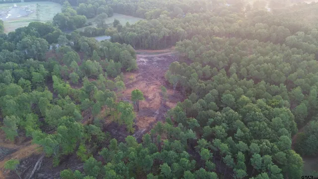 a view of a forest with a street