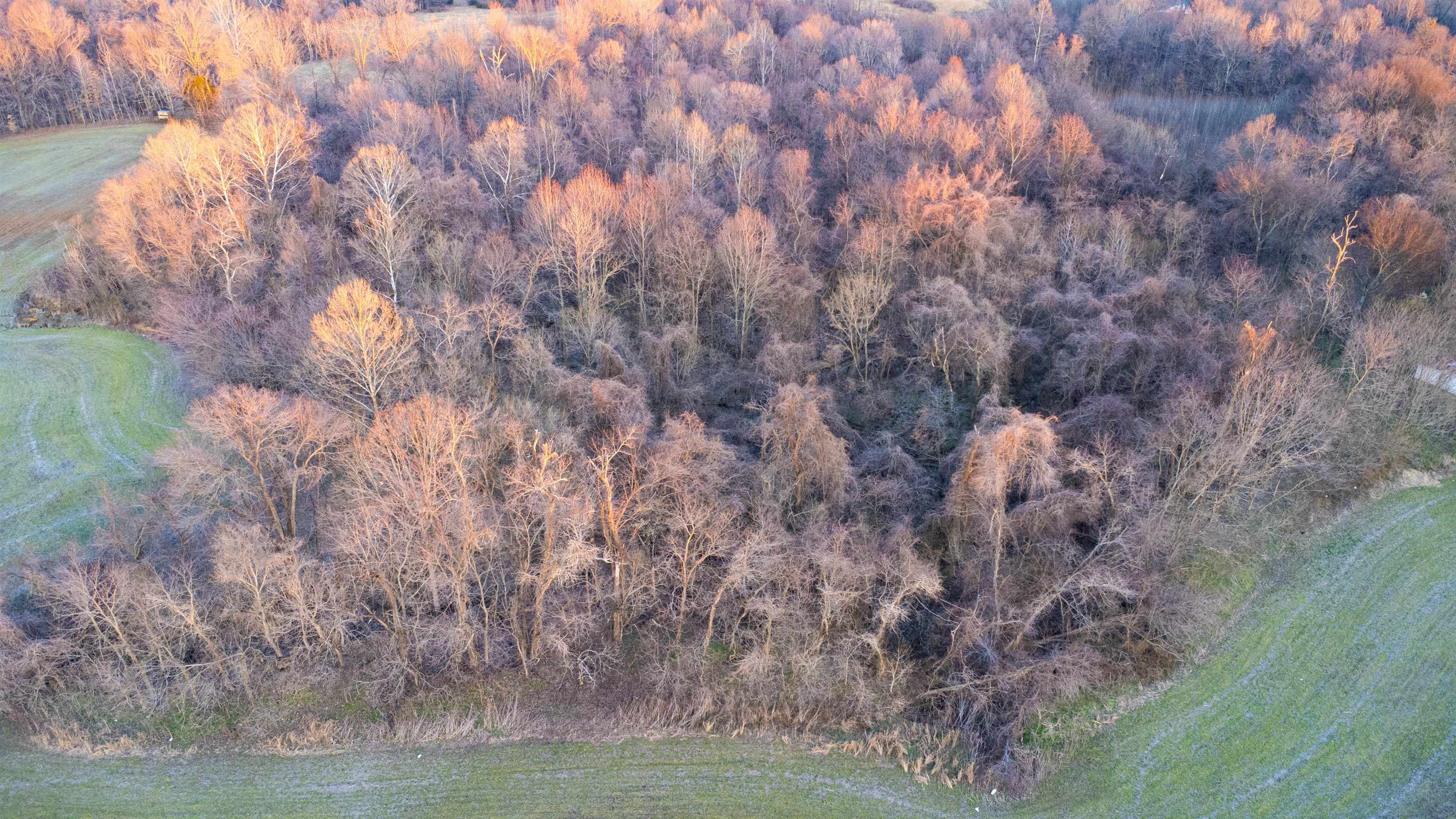 0 Edith-Nankipoo Road Ripley, TN 38063 - Photo 11 of 18