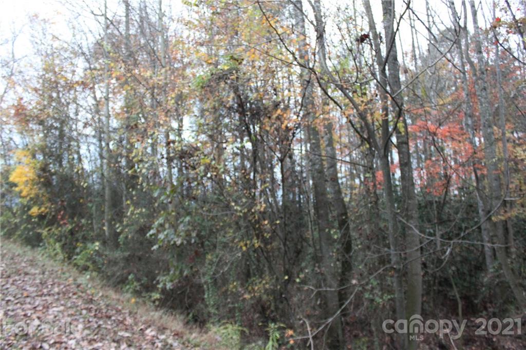 Tbd McKinley Road Roaring River, NC 28669 - Photo 5 of 6 Gallery Image 5