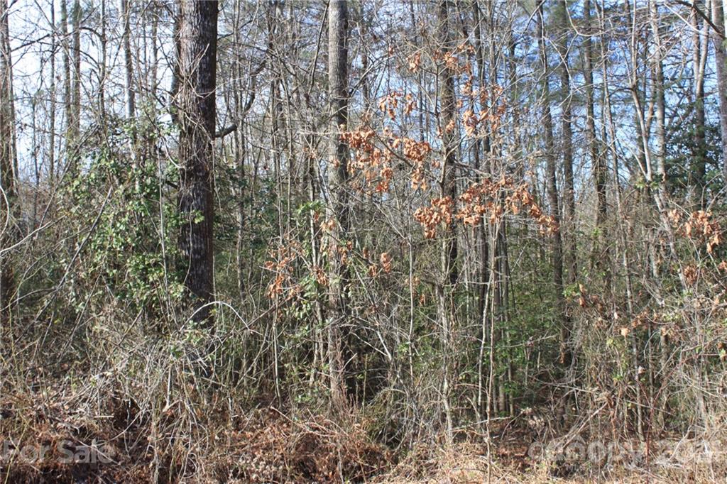 Tbd McKinley Road Roaring River, NC 28669 - Photo 6 of 6 Gallery Image 6