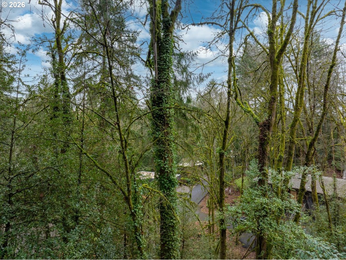 3014 Southwest Nottingham Drive Portland, OR 97201 - Photo 15 of 22 a view of a forest with a tree