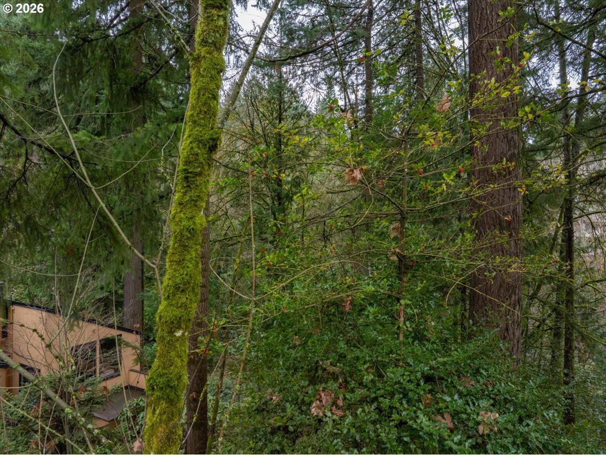3014 Southwest Nottingham Drive Portland, OR 97201 - Photo 17 of 22 a view of a forest with a tree