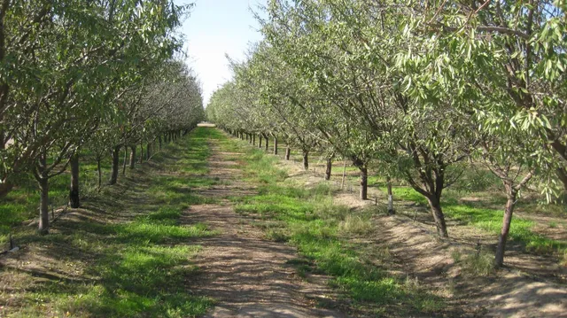 a big yard with lots of green space and trees