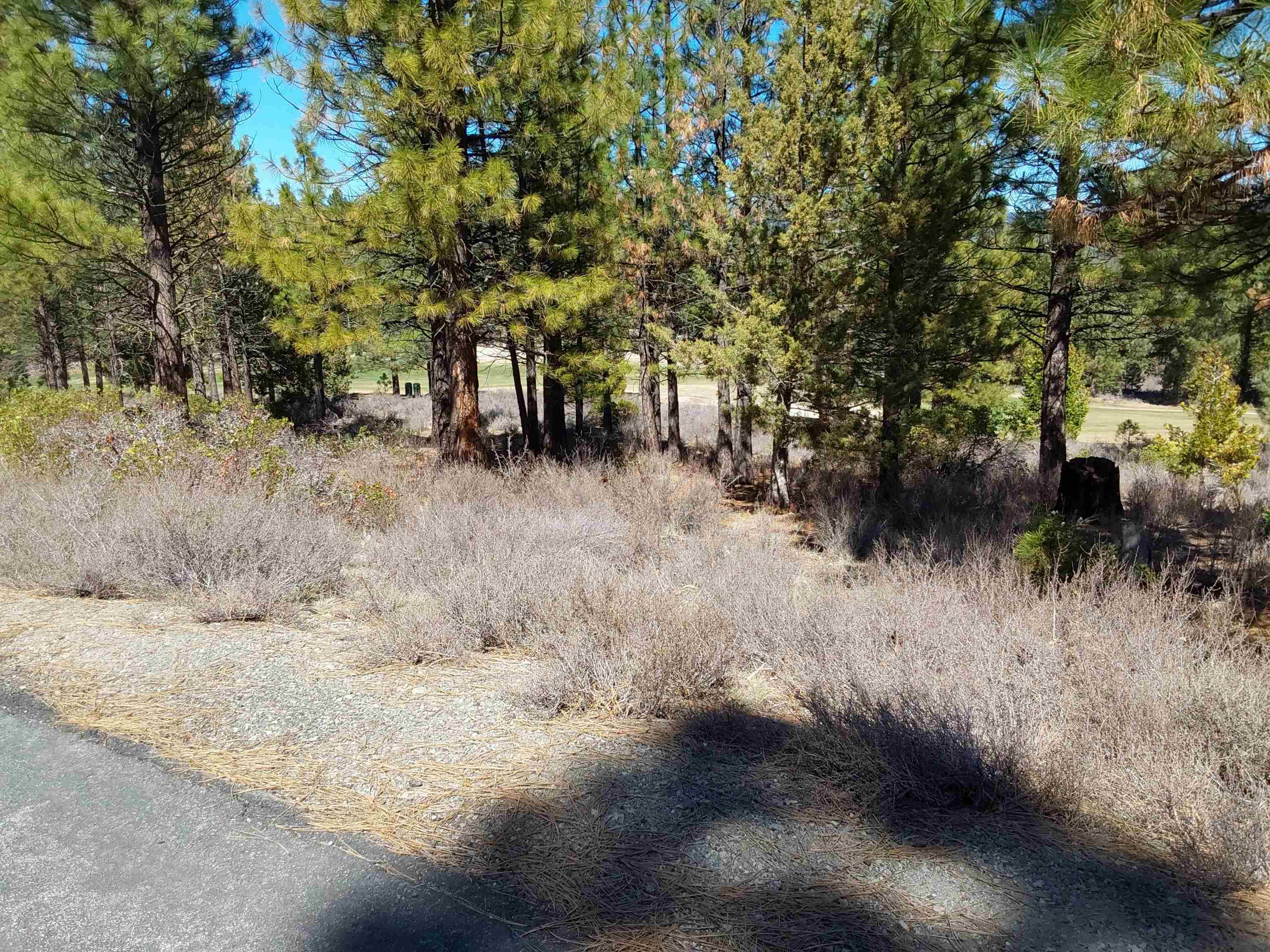 285 Deer Trail Clio, CA 96106 - Photo 2 of 3 a view of a yard with trees
