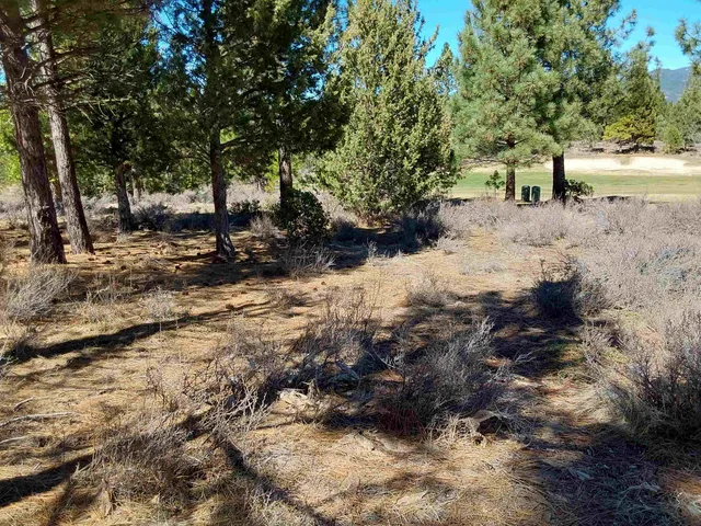 a view of dirt yard with a tree