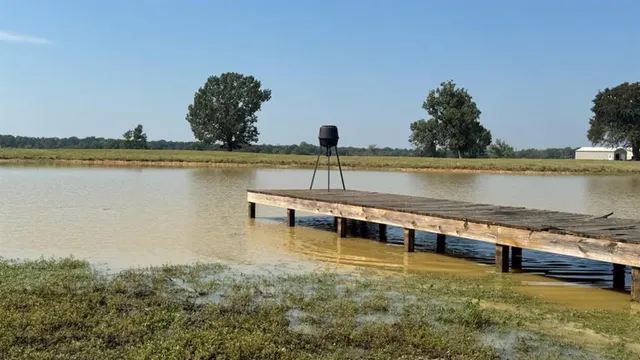 a view of a yard in the back