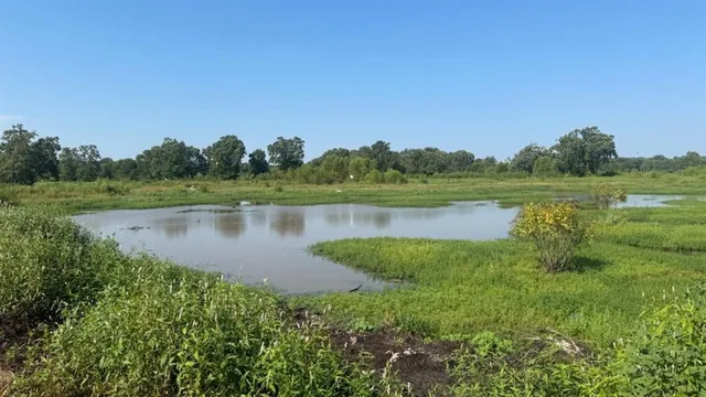 a view of a yard with a trees