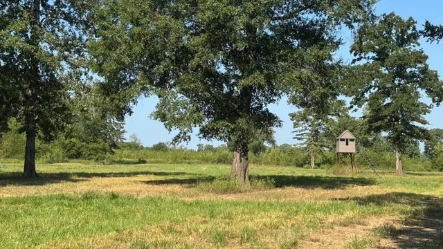 a view of yard with trees