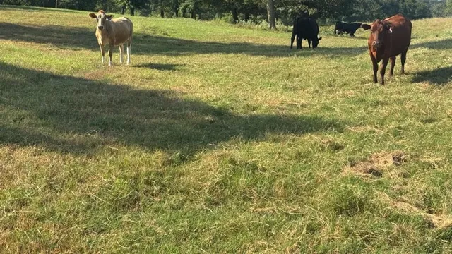 a view of large trees with a big yard