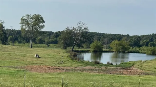 a view of a lush green space