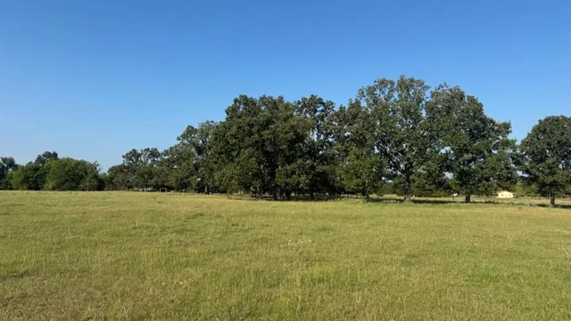 a view of a yard with plants and trees