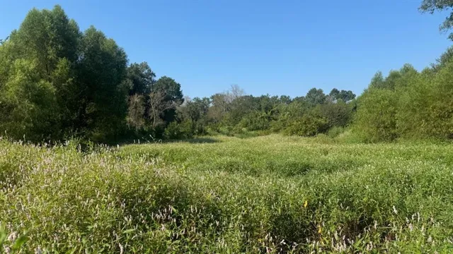 a view of a field with trees in the background