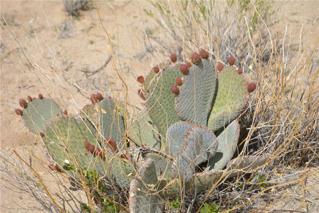 11869 South Dateland Road Yucca, AZ 86438 - Photo 19 of 89 Other