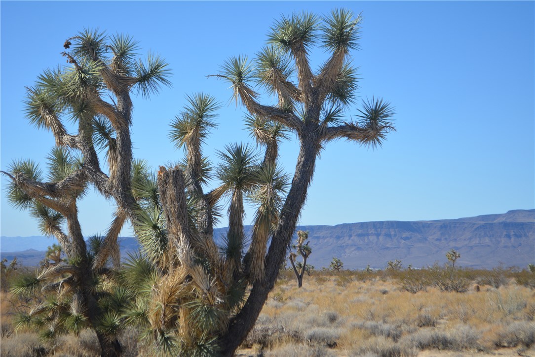 11869 South Dateland Road Yucca, AZ 86438 - Photo 36 of 89 View