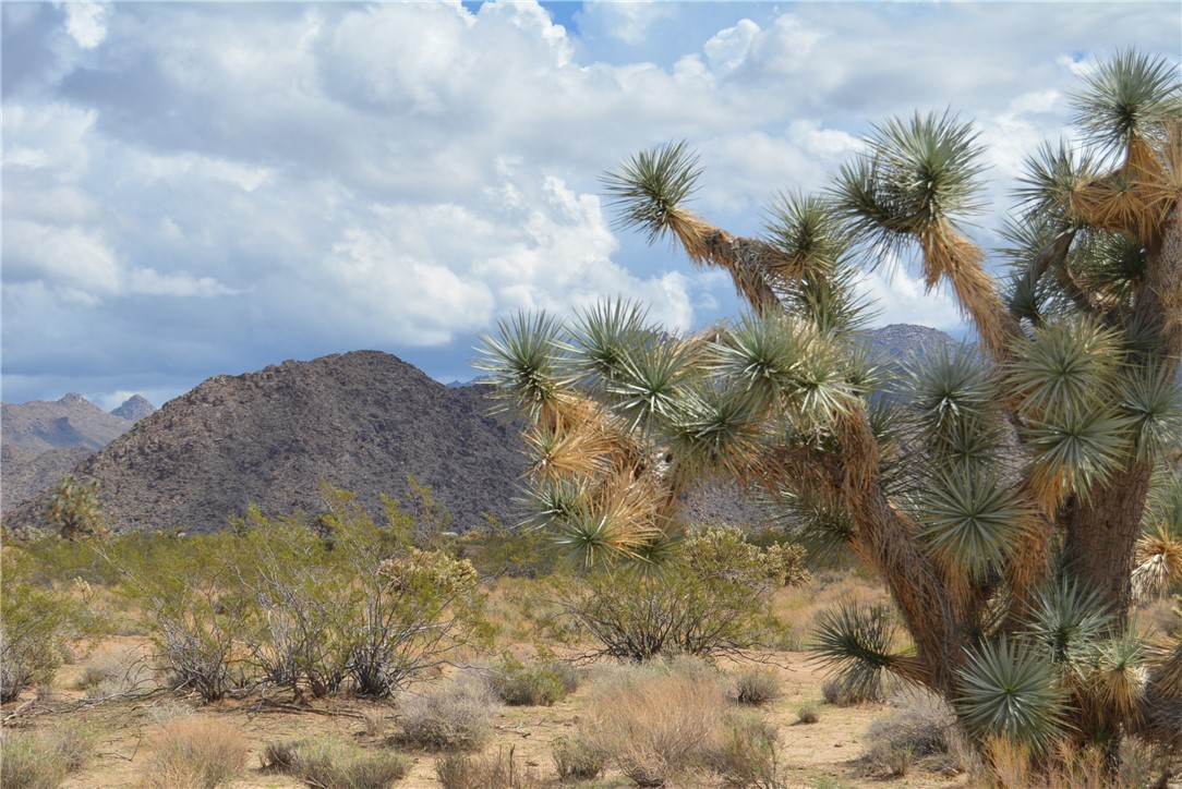 11869 South Dateland Road Yucca, AZ 86438 - Photo 88 of 89 View