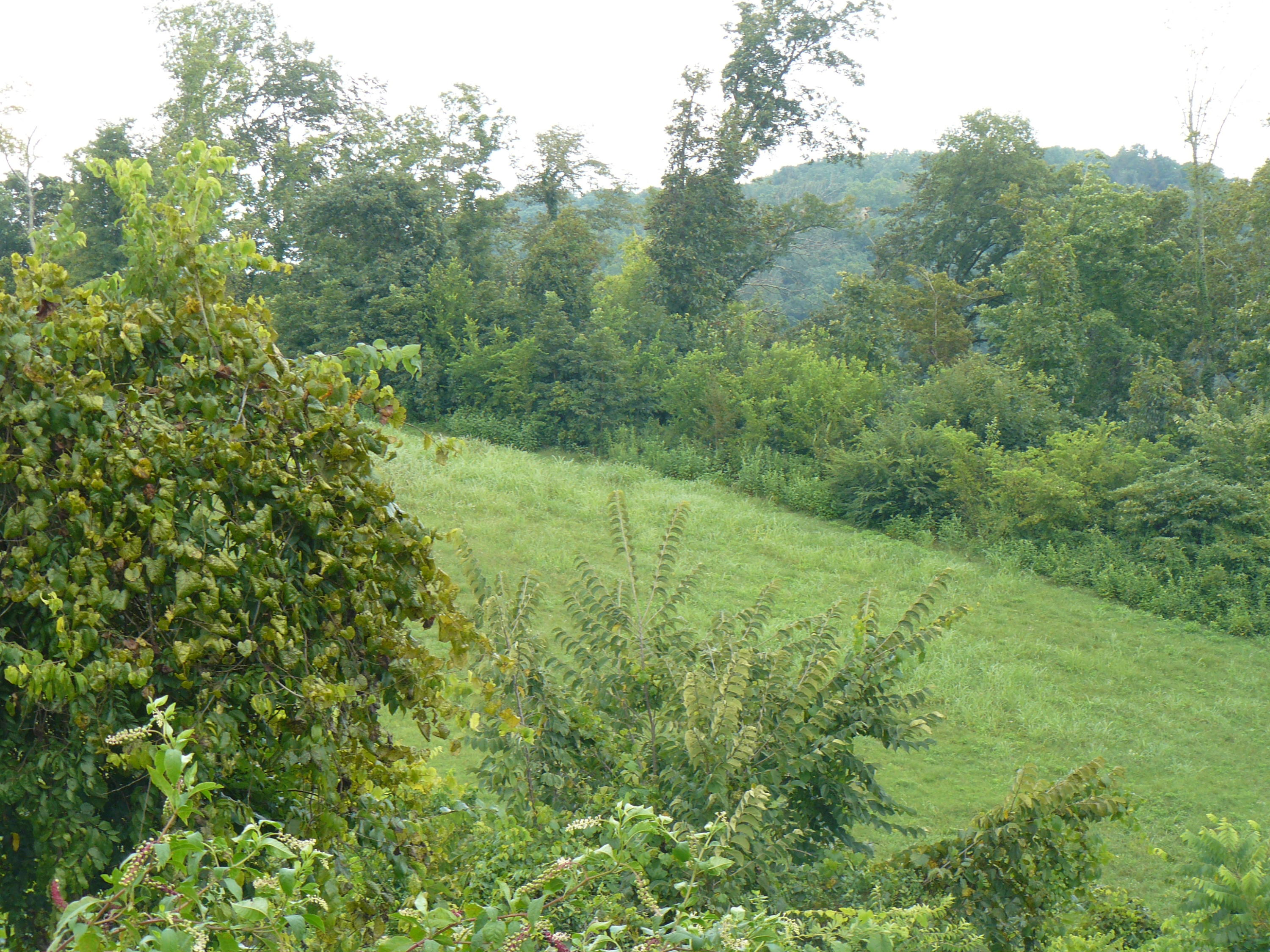 Lot 15 Lookout Drive Rutledge, TN 37861 - Photo 2 of 2 P1370004