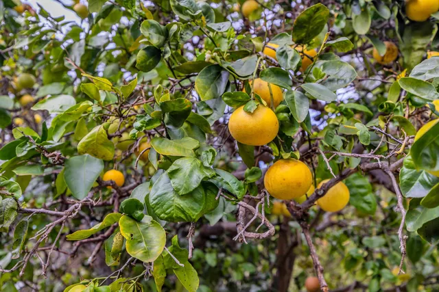 $1,265,000 | 24 Kau Street, Kula, HI 96790