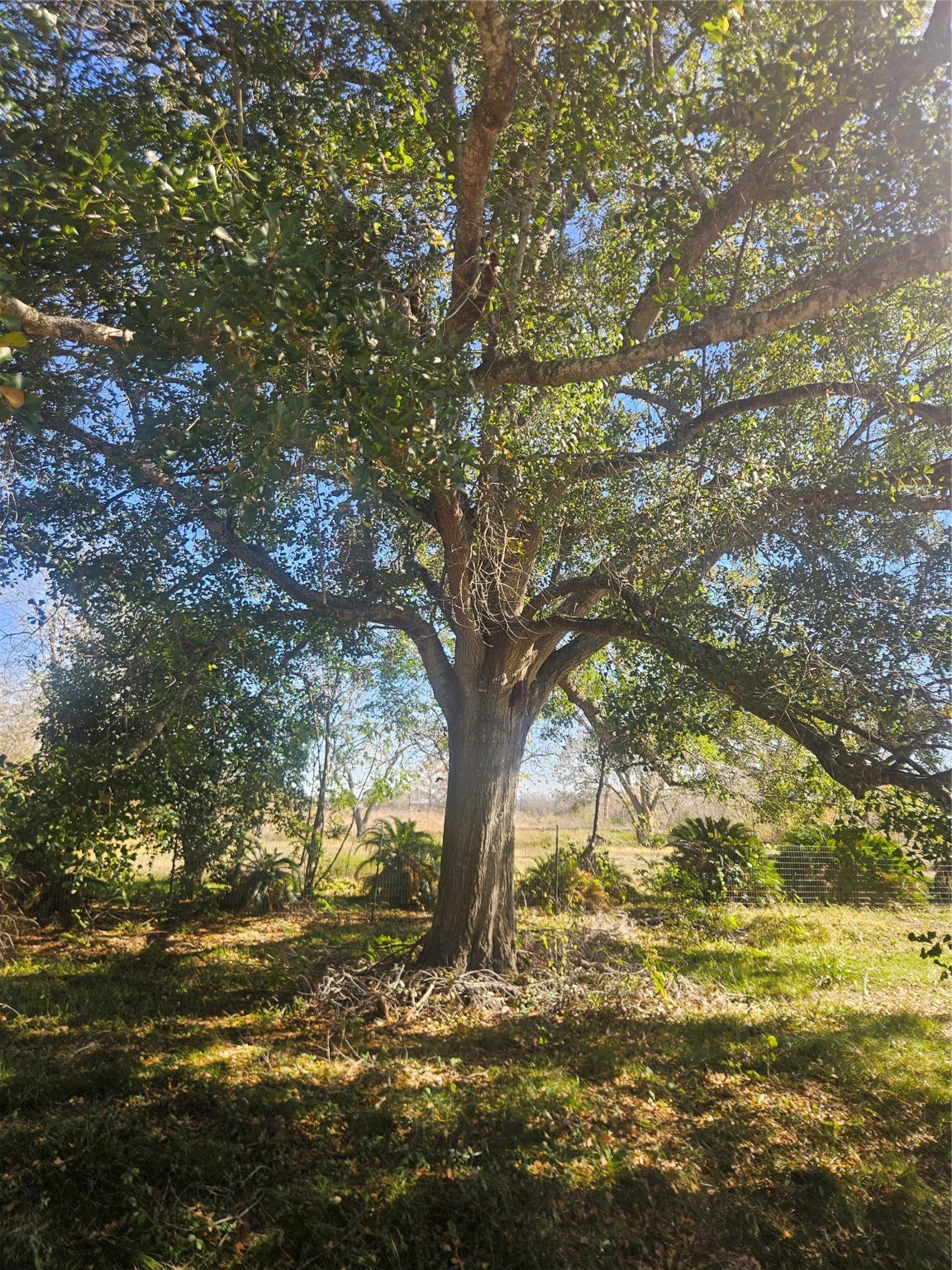 2925 West Street Rosenberg, TX 77471 - Photo 12 of 15 a view of outdoor space with deck and a yard