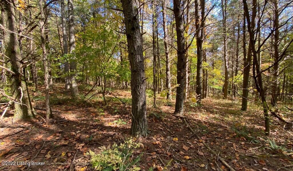 L41 Ted Logsdon Road Clarkson, KY 42726 - Photo 6 of 13 River View Fall184