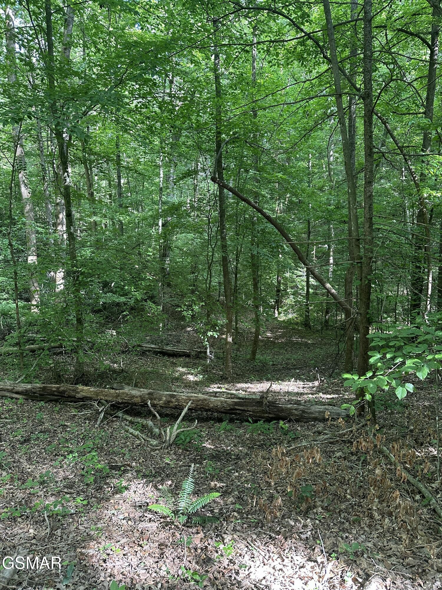 0 Little Bear Road Cosby, TN 37722 - Photo 21 of 46 Gallery Image 21