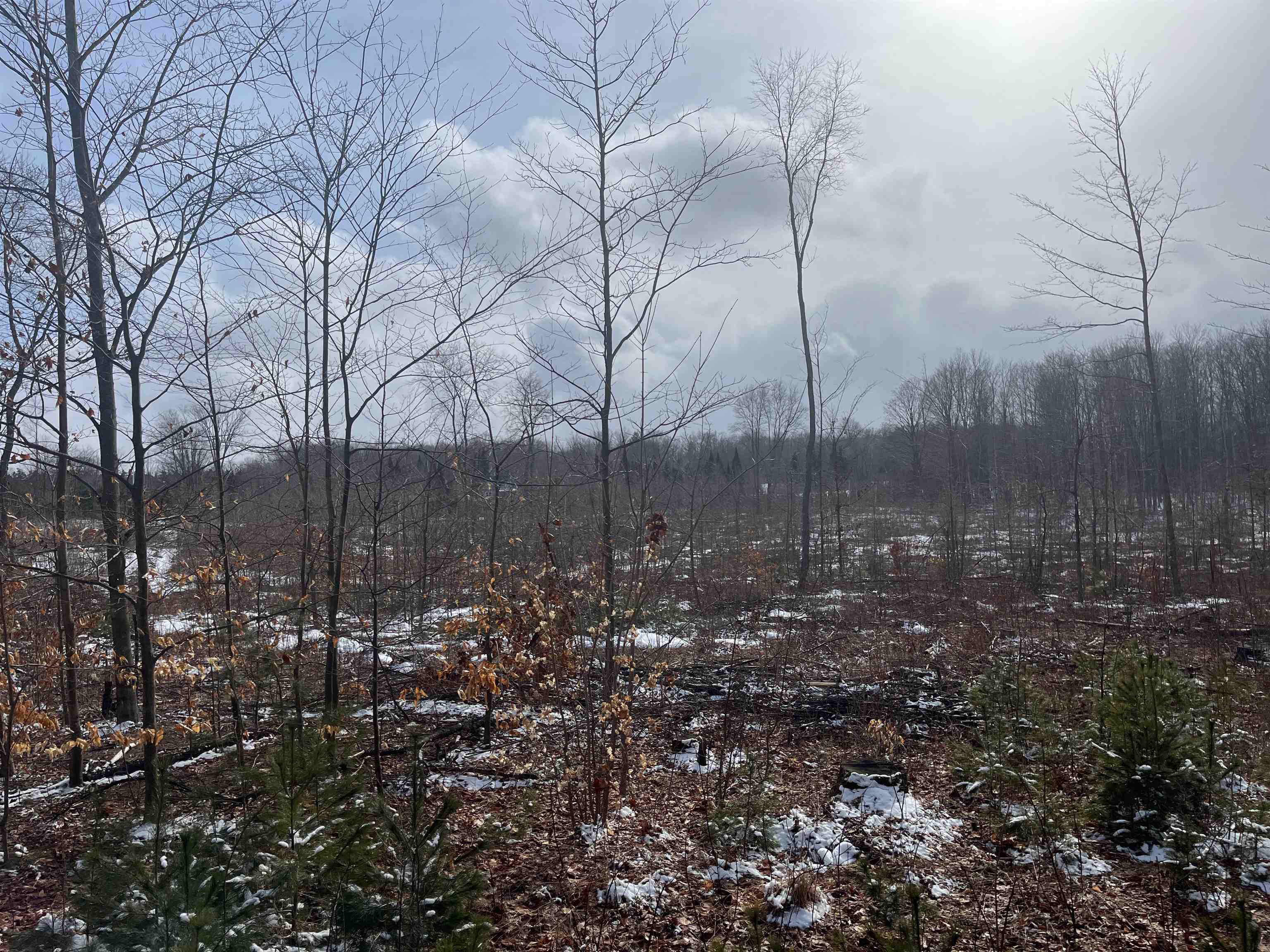 4 King Road, Unit LOT: 4 Benzonia, MI 49616 - Photo 9 of 12