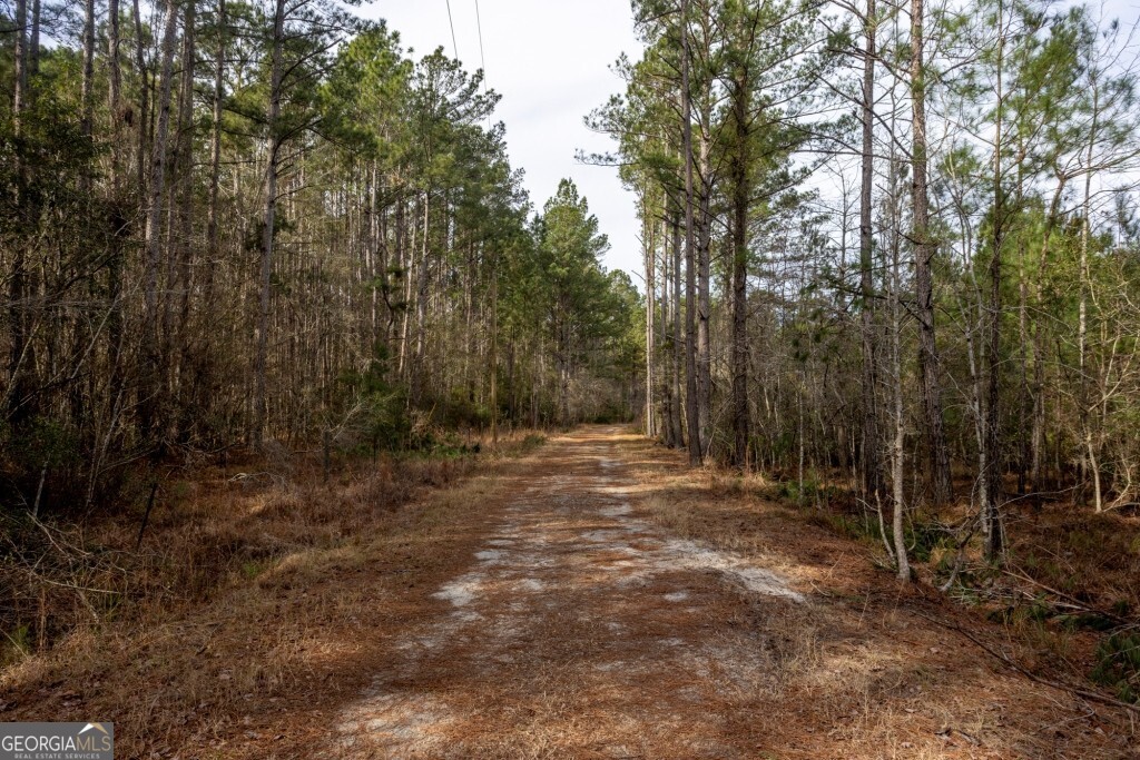 -riggs Mill La Riggs Mill Statesboro, GA 30458 - Photo 13 of 27 a view of a forest with trees