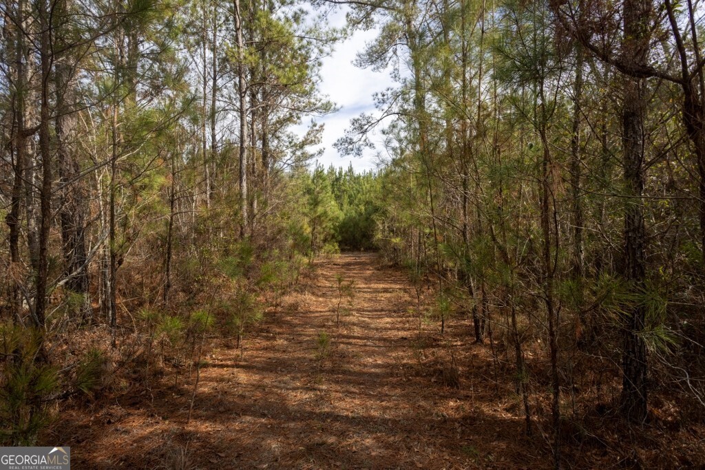 -riggs Mill La Riggs Mill Statesboro, GA 30458 - Photo 16 of 27 a view of a yard with plants and large trees