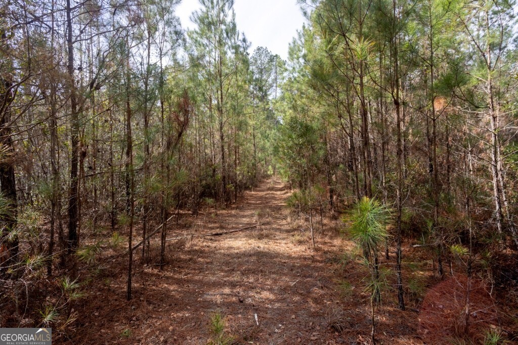 -riggs Mill La Riggs Mill Statesboro, GA 30458 - Photo 17 of 27 a view of a forest with trees