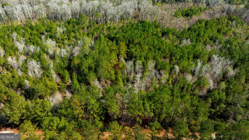 -riggs Mill La Riggs Mill Statesboro, GA 30458 - Photo 2 of 27 a view of a lush green forest